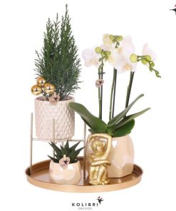 Kolibri Company | Pflanzenset Weihnachten | Weiße Phalaenopsis Orchidee Amabilis + Mini-Weihnachtsbaum und Sukkulente inkl. Keramiktöpfe