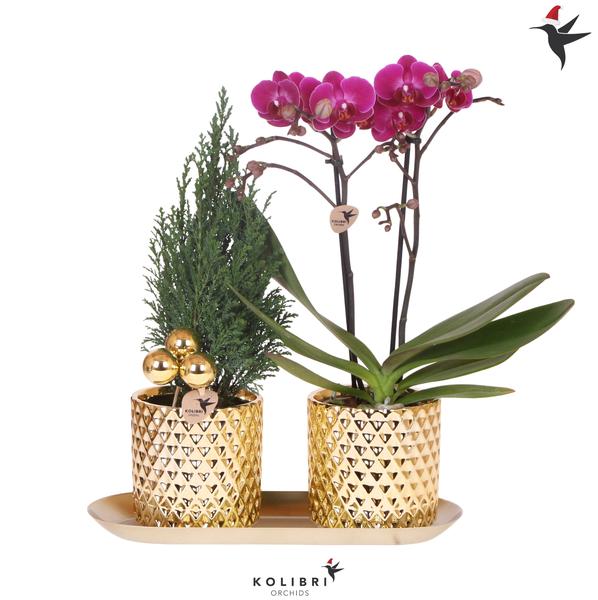 Kolibri Company | Pflanzenset Diamond Pearl Weihnachten Gold | Lila Phalaenopsis Orchidee Morelia + Mini-Weihnachtsbaum inkl. Keramiktöpfe auf Tablett