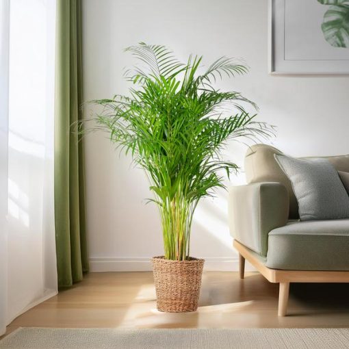 Areca-Palme (Dypsis) XL mit Korb Torun – 120 cm – Ø24 – Bild 3