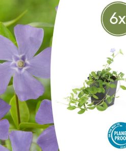 Vinca minor ‚La Grave‘ – 6x