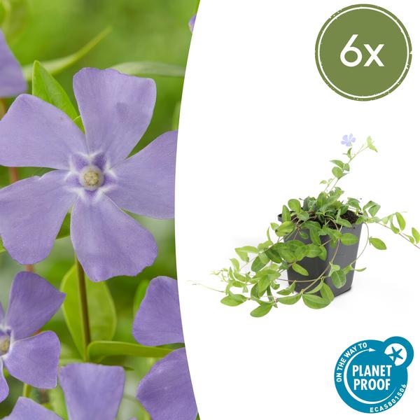 Vinca minor ‚La Grave‘ – 6x