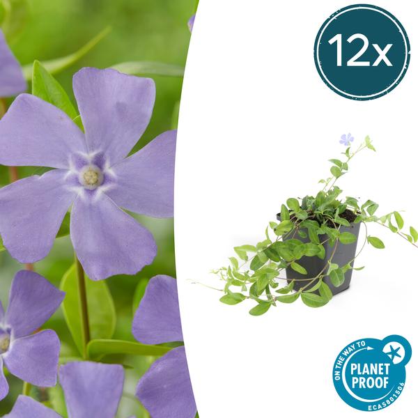 Vinca minor ‚La Grave‘ – 12x