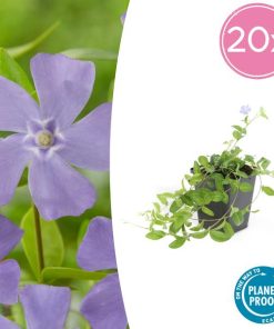 Vinca minor ‚La Grave‘ – 20x