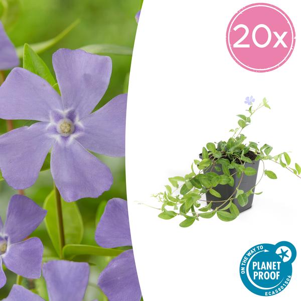 Vinca minor ‚La Grave‘ – 20x