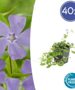 Vinca minor ‚La Grave‘ – 40x