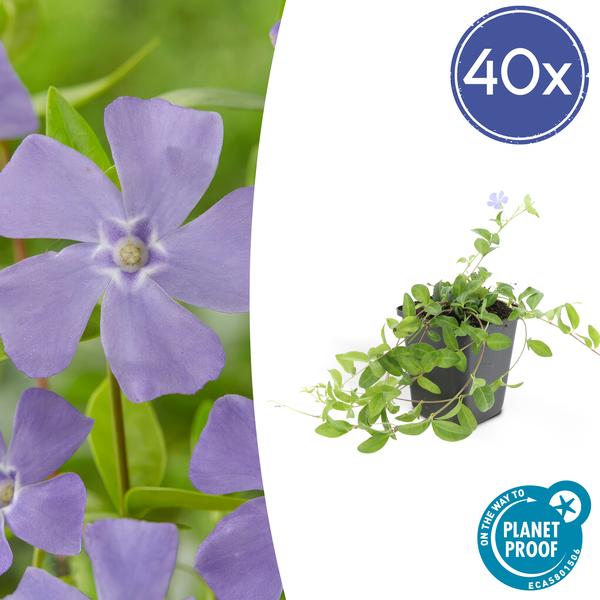 Vinca minor ‚La Grave‘ – 40x