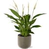 Spathiphyllum Bingo Cupido – Ø12cm – ↕45cm + Aresso Pot D13x12,5cm – Grau Grün