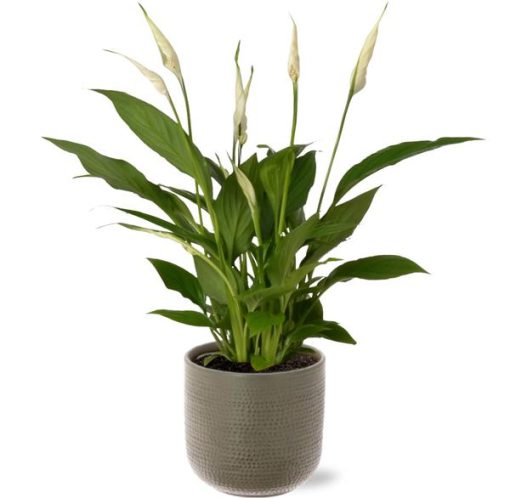 Spathiphyllum Bingo Cupido - Ø12cm - ↕45cm + Aresso Pot D13x12,5cm - Grau Grün