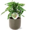 Monstera Monkey Leaf – Ø12cm – ↕30cm + Aresso Pot D13x12,5cm – Grau Grün Monstera Monkey Leaf – Ø12cm – ↕30cm + Aresso Pot D13x12,5cm – Grau Grün