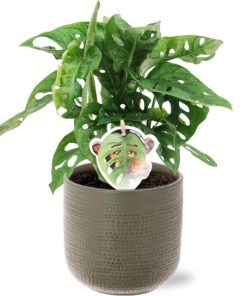 Monstera Monkey Leaf – Ø12cm – ↕30cm + Aresso Pot D13x12,5cm – Grau Grün