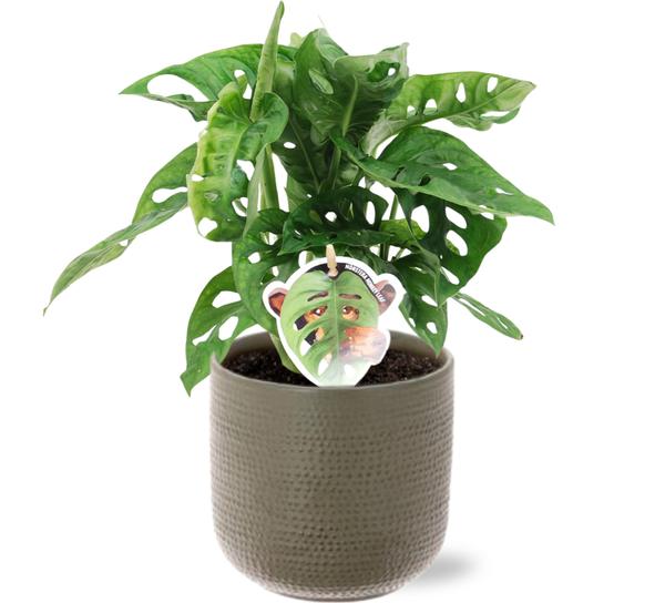 Monstera Monkey Leaf – Ø12cm – ↕30cm + Aresso Pot D13x12,5cm – Grau Grün