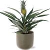Bromelia Ananas Ø12cm -↕30cm + Aresso Pot D13x12,5cm – Grau Grün
