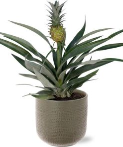 Bromelia Ananas Ø12cm -↕30cm + Aresso Pot D13x12,5cm – Grau Grün