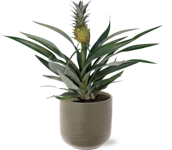 Bromelia Ananas Ø12cm -↕30cm + Aresso Pot D13x12,5cm – Grau Grün