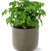 Rademachera Sinica – Ø12cm – ↕27cm + Aresso Pot D13x12,5cm – Grau Grün