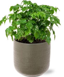 Rademachera Sinica – Ø12cm – ↕27cm + Aresso Pot D13x12,5cm – Grau Grün