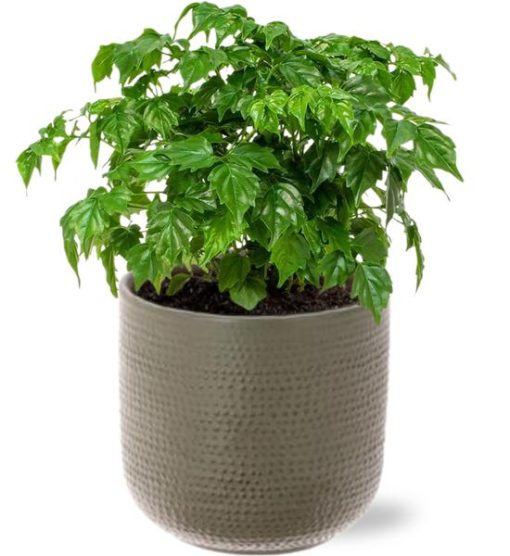 Rademachera Sinica - Ø12cm - ↕27cm + Aresso Pot D13x12,5cm - Grau Grün