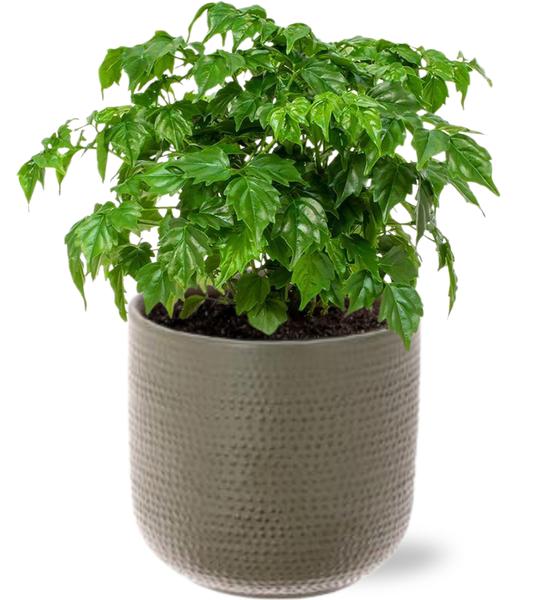 Rademachera Sinica – Ø12cm – ↕27cm + Aresso Pot D13x12,5cm – Grau Grün