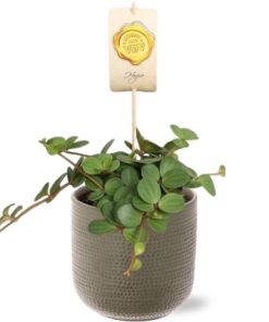 Peperomia Hope – Ø12cm – ↕15cm + Aresso Pot D13x12,5cm – Grau Grün