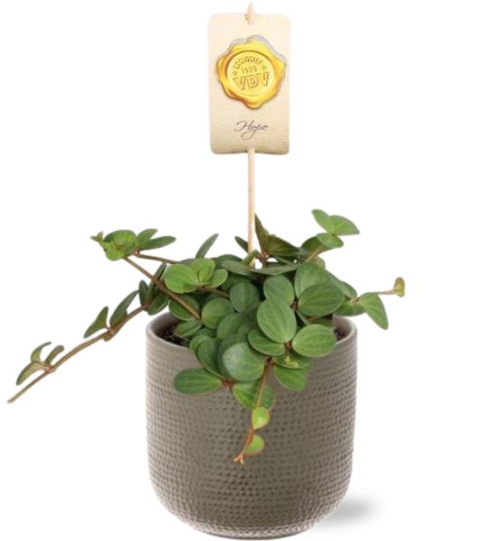 Peperomia Hope – Ø12cm – ↕15cm + Aresso Pot D13x12,5cm – Grau Grün