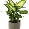 Dieffenbachia Camilla – Ø12cm – ↕35cm + Aresso Pot D13x12,5cm – Grau Grün