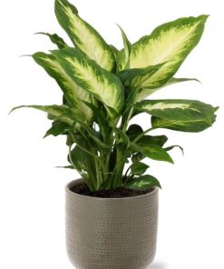 Dieffenbachia Camilla – Ø12cm – ↕35cm + Aresso Pot D13x12,5cm – Grau Grün