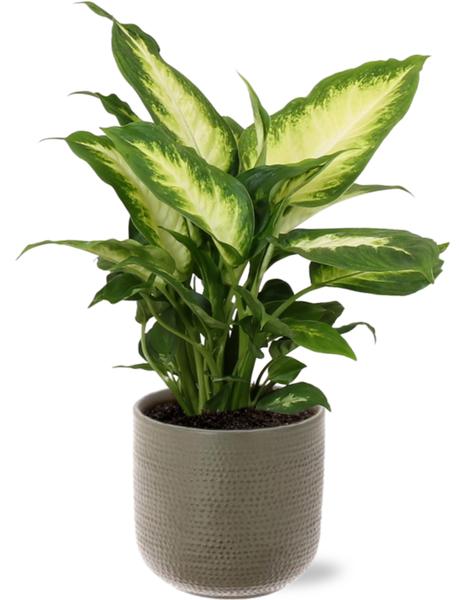 Dieffenbachia Camilla – Ø12cm – ↕35cm + Aresso Pot D13x12,5cm – Grau Grün