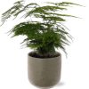 Asparagus Setaceus – Ø12cm – ↕28cm + Aresso Pot D13x12,5cm – Grau Grün