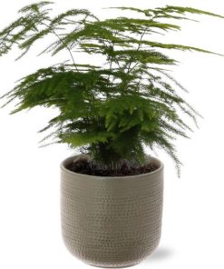 Asparagus Setaceus – Ø12cm – ↕28cm + Aresso Pot D13x12,5cm – Grau Grün