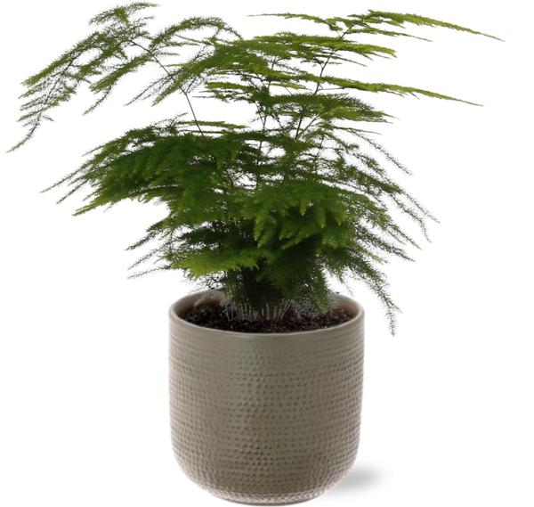 Asparagus Setaceus – Ø12cm – ↕28cm + Aresso Pot D13x12,5cm – Grau Grün