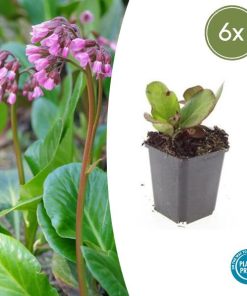 Bergenia cordifolia ‚Herbstblüte‘ – ↕10-25cm – Ø9cm – 6x