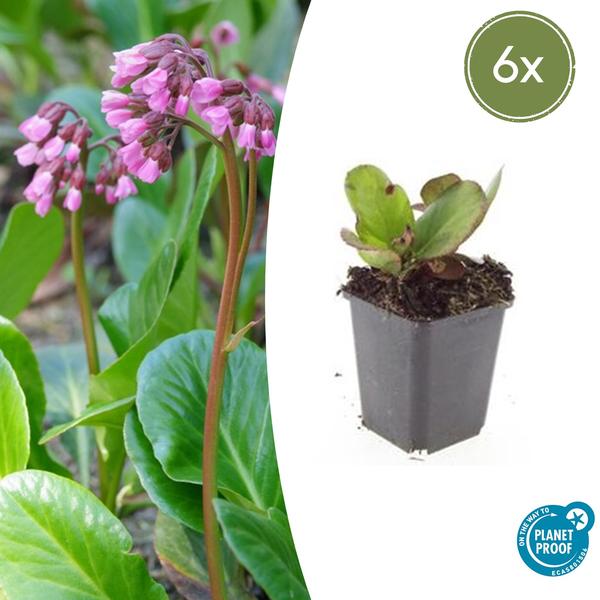 Bergenia cordifolia ‚Herbstblüte‘ – ↕10-25cm – Ø9cm – 6x