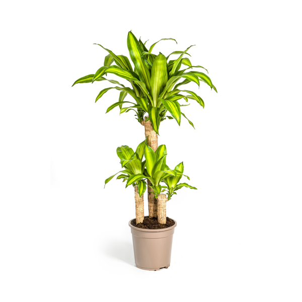 Dracaena Fragrans Massangeana Ø21cm – ↕100cm