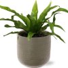 Asplenium Antiquum – Ø12cm – ↕30cm + Aresso Pot D13x12,5cm – Grau Grün