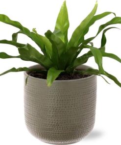 Asplenium Antiquum – Ø12cm – ↕30cm + Aresso Pot D13x12,5cm – Grau Grün