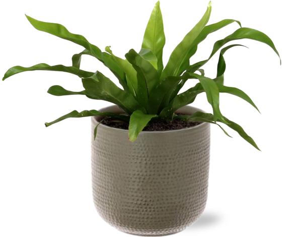 Asplenium Antiquum – Ø12cm – ↕30cm + Aresso Pot D13x12,5cm – Grau Grün