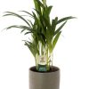 Dypsis Lutescens – Ø12cm – ↕40cm + Aresso Pot D13x12,5cm – Grau Grün