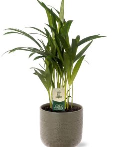 Dypsis Lutescens – Ø12cm – ↕40cm + Aresso Pot D13x12,5cm – Grau Grün