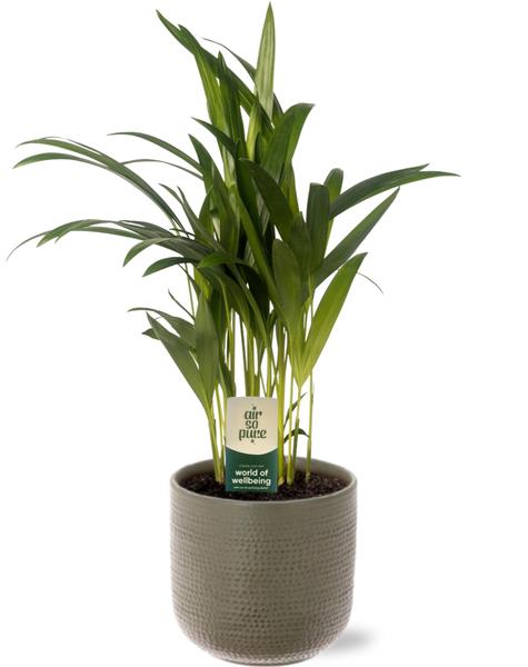 Dypsis Lutescens – Ø12cm – ↕40cm + Aresso Pot D13x12,5cm – Grau Grün