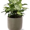 Syngonium Arrow – Ø12cm – ↕25cm + Aresso Pot D13x12,5cm – Grau Grün