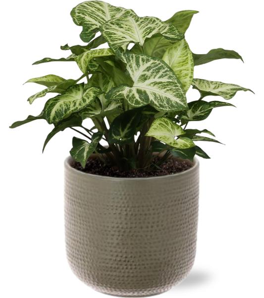 Syngonium Arrow – Ø12cm – ↕25cm + Aresso Pot D13x12,5cm – Grau Grün