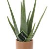 Aloe Vera – Ø12cm – ↕40cm + Aresso Pot D13x12,5cm – Braun