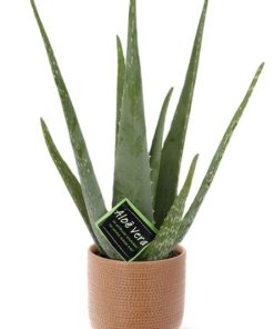 Aloe Vera – Ø12cm – ↕40cm + Aresso Pot D13x12,5cm – Braun