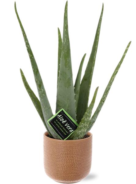 Aloe Vera – Ø12cm – ↕40cm + Aresso Pot D13x12,5cm – Braun