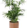 Chamaedorea Elegans – Ø12cm – ↕40cm + Aresso Pot D13x12,5cm – Braun
