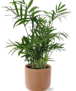 Chamaedorea Elegans – Ø12cm – ↕40cm + Aresso Pot D13x12,5cm – Braun