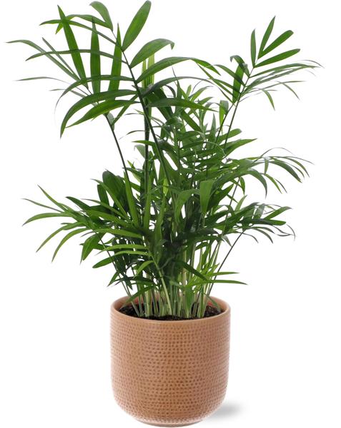 Chamaedorea Elegans – Ø12cm – ↕40cm + Aresso Pot D13x12,5cm – Braun