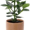 Clusia Rosea Princess – Ø12cm – ↕15cm + Aresso Pot D13x12,5cm – Braun