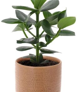 Clusia Rosea Princess – Ø12cm – ↕15cm + Aresso Pot D13x12,5cm – Braun