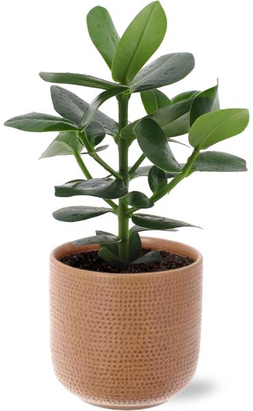 Clusia Rosea Princess – Ø12cm – ↕15cm + Aresso Pot D13x12,5cm – Braun